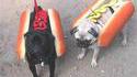 Hotdogs