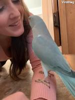 Un câlin d’oiseau 