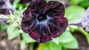 Une galaxie dans une fleur