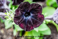 Une galaxie dans une fleur