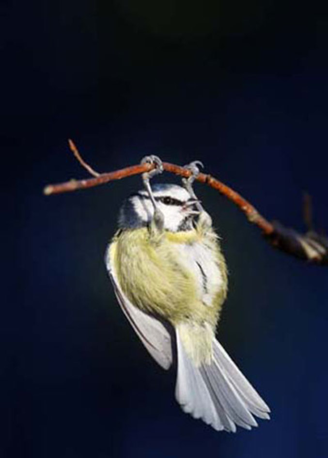 Un oiseau s'entraine pour les JO.