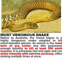 Le Taïpan des déserts, considéré comme le plus venimeux au monde