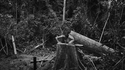 Amazonie endeuillée