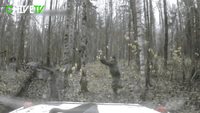 Un arbre qui se défend