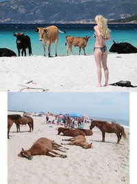 Se baigner sur les plages corses avec les autochtones 