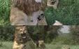 ♪ Lion, like a lion ♫ 