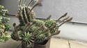 cactus prêt à faire feu sur personne allergique au pollen