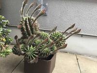 cactus prêt à faire feu sur personne allergique au pollen