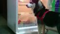 Un cold dog