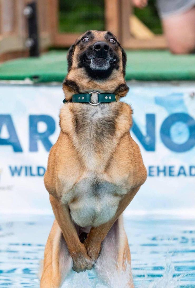 Un plongeon canin malinois