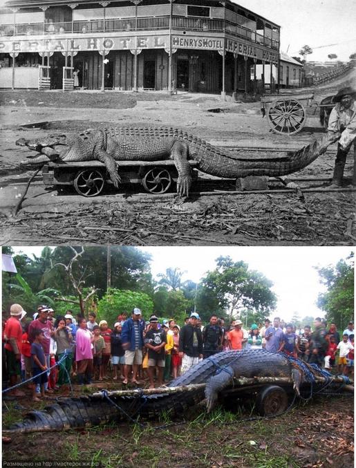 Photo du dessus : rivière Johnstone, près d'Innisfail (Australie), 1903. La bestiole faisait une huitaine de mètres et était considérée comme un record pendant longtemps.
Photo du dessous :A Bunawan, province d'Agusan del Sur(Philippines), 2011. Nouveau record enregistré dans le GUINESS BOOK : quasiment une douzaine de mètres.