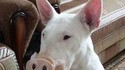 Chien ou cochon ?
