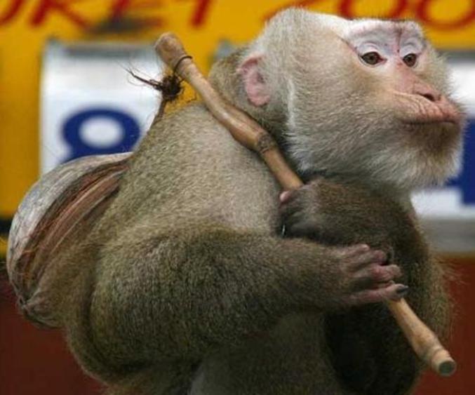 Un singe vagabond qui se balade avec un baluchon.