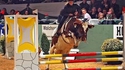 Vache de concours
