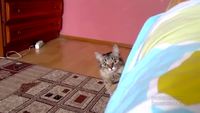 Chat inquiétant