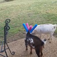 Les enfants, c'est fini oui ?