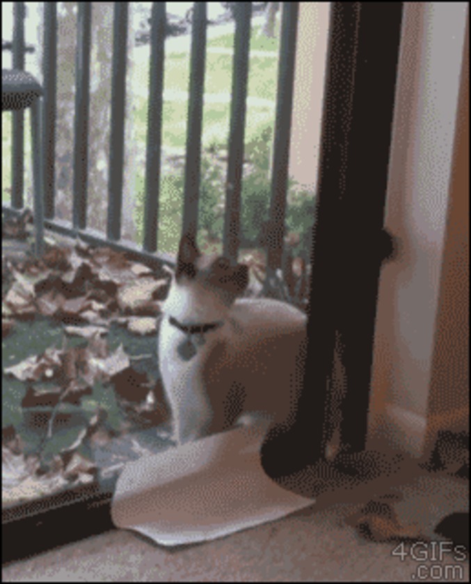 Chat ninja
