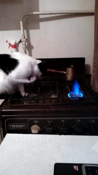 Chat vs flamme