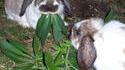 Nourriture pour lapin