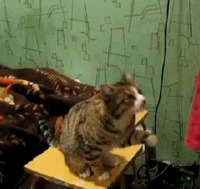Un chat explicite