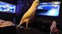 That bird knows how to get down