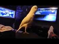 That bird knows how to get down
