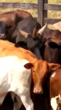 Belzeboeuf