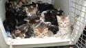 Une palanquée de chatons