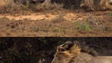 Hey Simba !