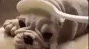 Hooo, le joli petit chien