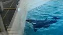 Une orque pêche avec un poisson