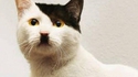 Le chat d'Offerus