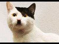 Le chat d'Offerus