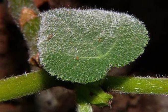 Dendrocnide moroides, la Gympie Gympie ou Reine des orties; connue pour donner des sensations insoutenables (comme une balle de fusil) et, comble du comble, on n'est pas obligé de les toucher, si vous êtes dans les environs et qu'il y a un peu de vent, les ampoules minuscules de silice peuvent venir se planter sur votre peau.