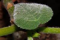 Et allez donc, les australiens avaient déjà des insectes monstrueux, des reptiles atroces, ils ont aussi des plantes assassines