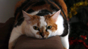 Monorail cat 3