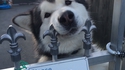 Husky l'est mignon !