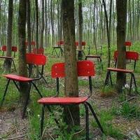 Forêt de chaises à l'etat sauvage