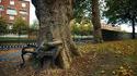 Un arbre mange un banc