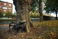 Un arbre mange un banc