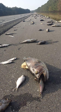 Après l'ouragan Florence