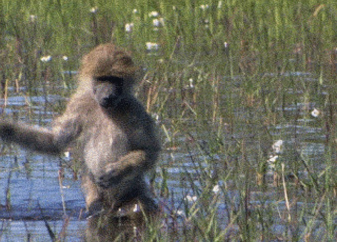 Eau un peu froide pour ce singe