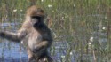 Eau un peu froide pour ce singe