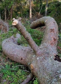 Un bonne grosse branche