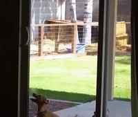 Un chien coulissant