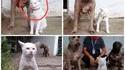 La description dit que le chat pense être un chien. 