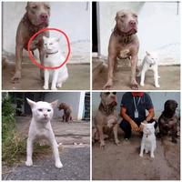 La description dit que le chat pense être un chien. 