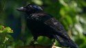 Ce corbeau résout un problème en 8 étapes