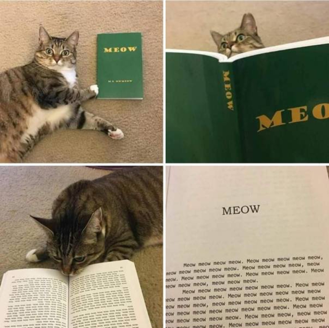 Meow meow meow meow.