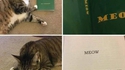 Meow